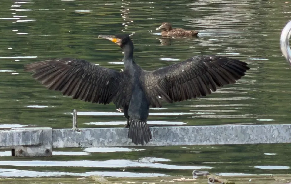Photograph of a cormorant spreading its wings on a railing beside the water.
