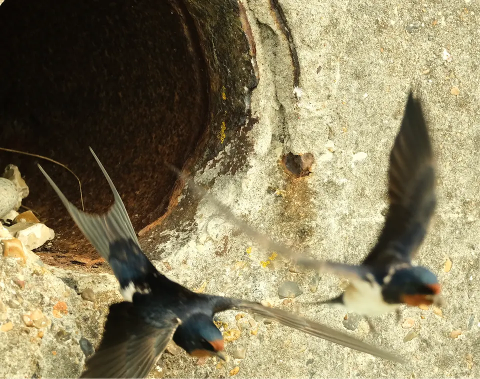 Photograph of two barn swallows in flight, blurred by movement.